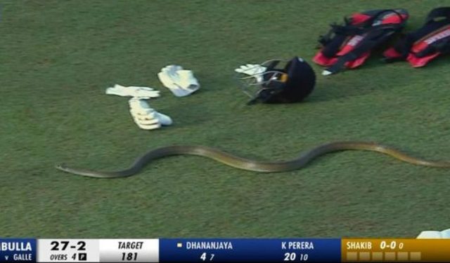 LPL 2023: Snake interrupts the game between Galle Titans and Dambulla Aura 1 LPL