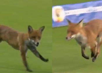 Hundred Men’s 2025: Play interrupted as wild fox invades field, video goes viral