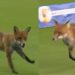 Hundred Men’s 2025: Play interrupted as wild fox invades field, video goes viral 6 Hundred Men’s 2025: Play interrupted as wild fox invades field, video goes viral